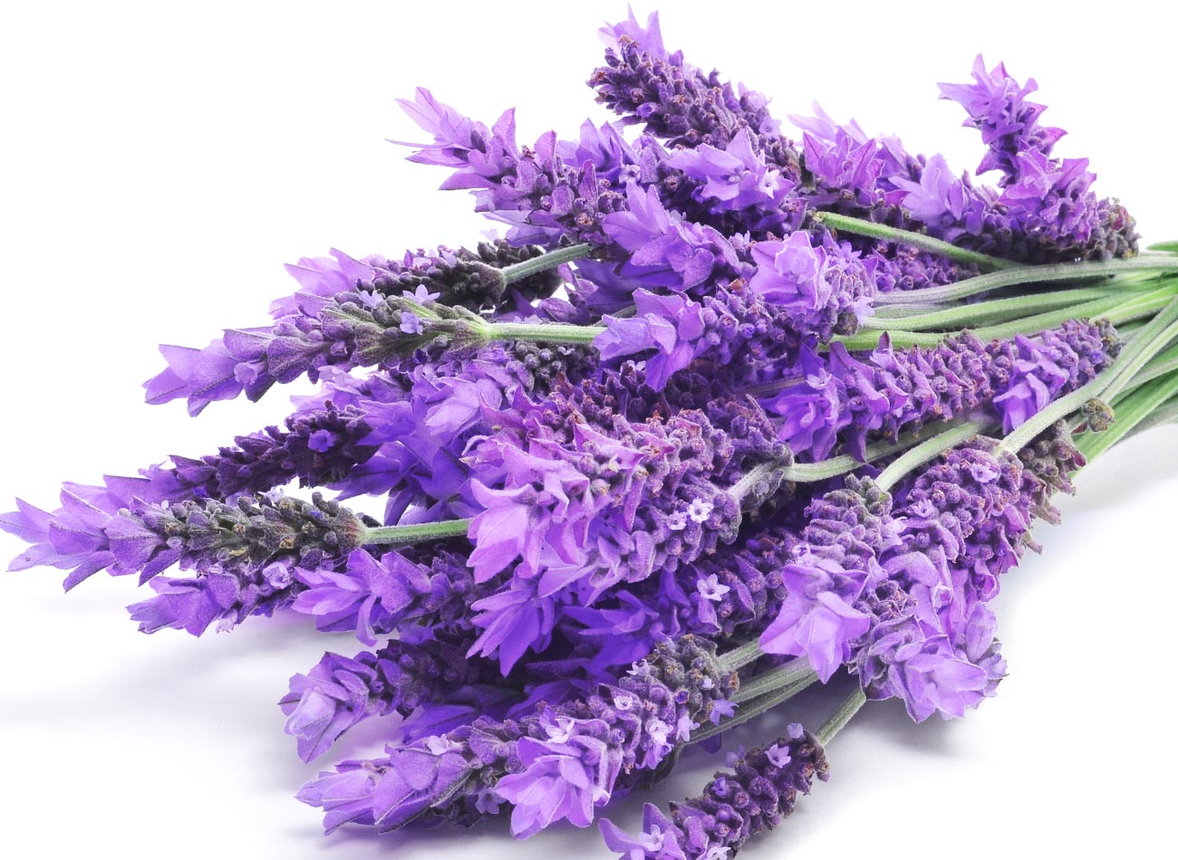 lavendel